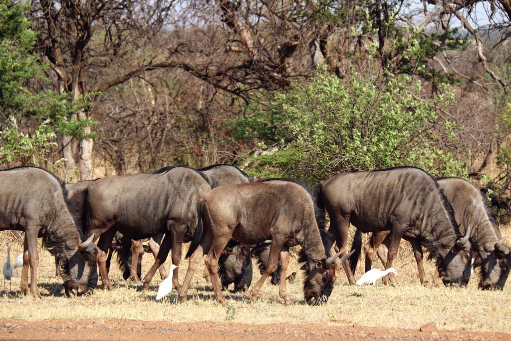 Ouklip Game Lodge Klipdrift Esterno foto