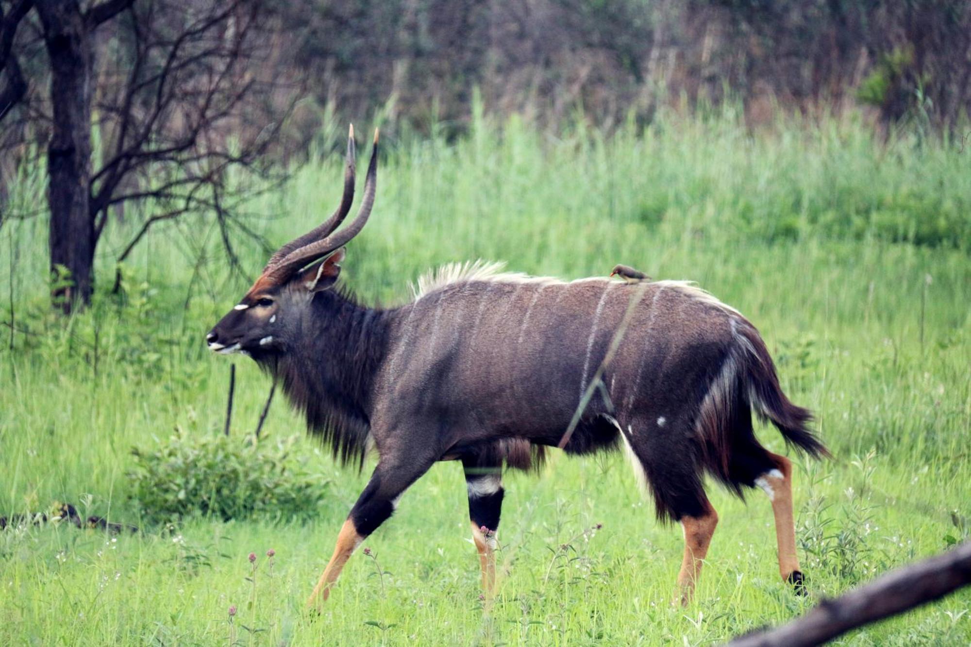 Ouklip Game Lodge Klipdrift Esterno foto