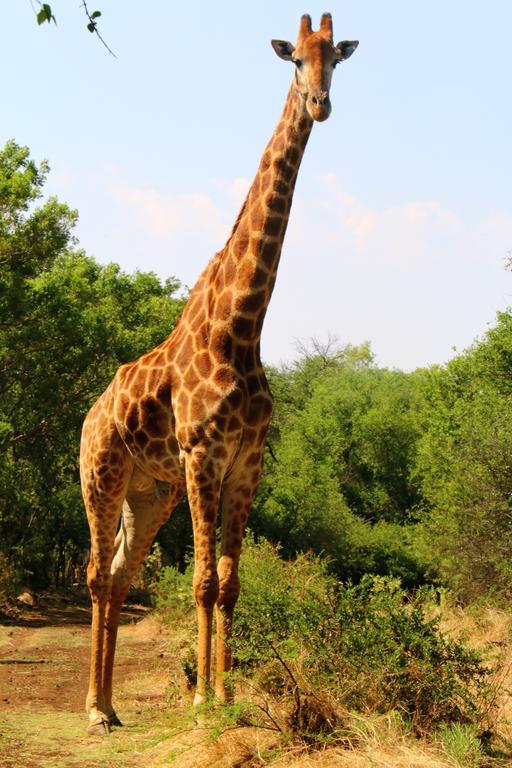 Ouklip Game Lodge Klipdrift Esterno foto