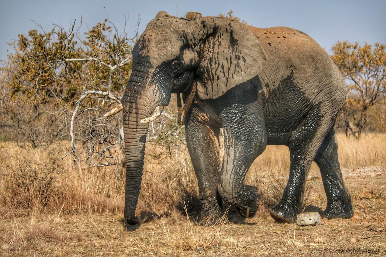 Ouklip Game Lodge Klipdrift Esterno foto